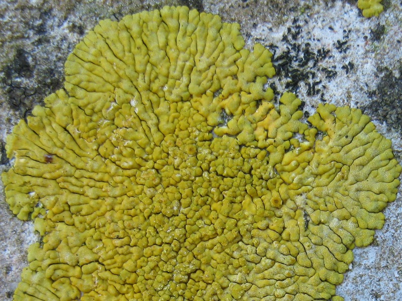 Caloplaca: Da determinare